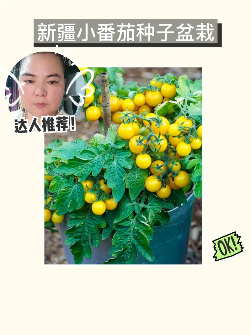 抖音删作品会有什么影响「黑屋番茄种子怎么种植的」 抖音删作品会有什么影响「黑屋番茄种子怎么种植的」 番茄病虫害防治