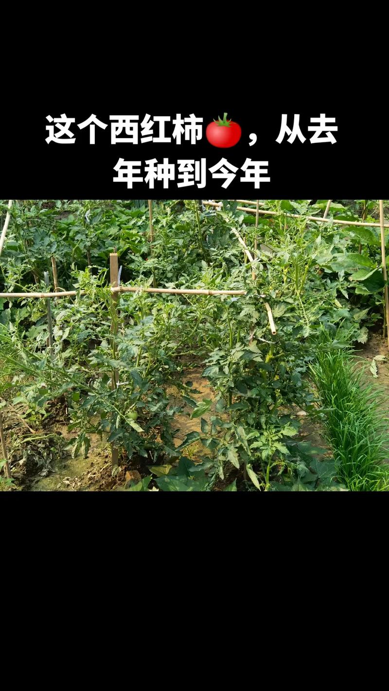 西红柿为什么要压苗「种植番茄苗怎么样浇水」 西红柿为什么要压苗「种植番茄苗怎么样浇水」 种植技巧