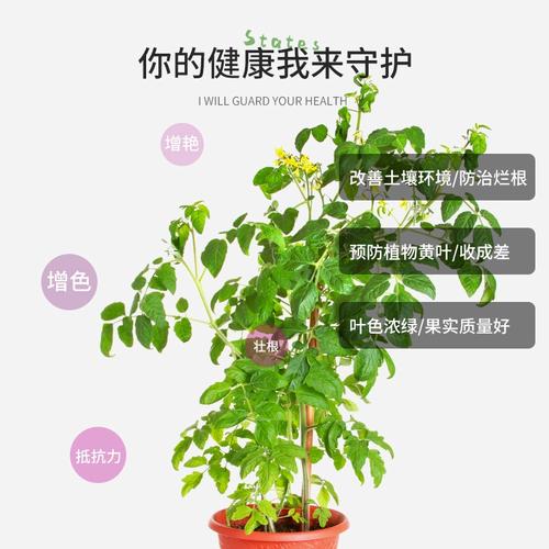打算在家阳台种一些小番茄，平时用什么肥料好「种植番茄的肥料怎么制作的」 打算在家阳台种一些小番茄，平时用什么肥料好「种植番茄的肥料怎么制作的」 土壤施肥