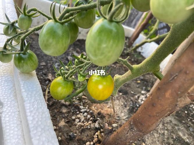 番茄光照不充足的情况下，该怎么办？我住小区房，阳台是包在房间内的，而客厅有光照到时间短「露天种植番茄怎么遮阳呢」 番茄光照不充足的情况下，该怎么办？我住小区房，阳台是包在房间内的，而客厅有光照到时间短「露天种植番茄怎么遮阳呢」 植物种类