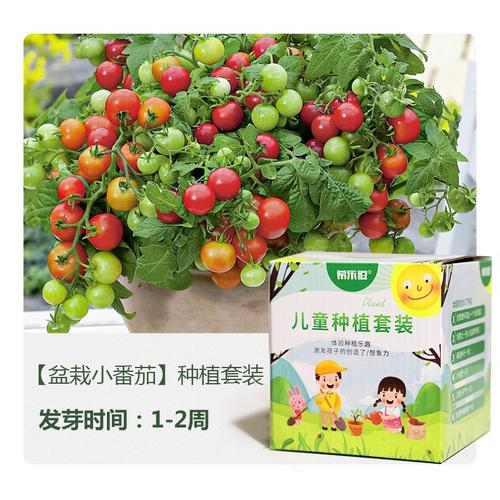 西红柿和豆类能一起种吗「黄豆番茄种子怎么种植视频」 西红柿和豆类能一起种吗「黄豆番茄种子怎么种植视频」 番茄种植技巧