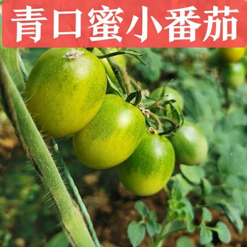 青口蜜小番茄是转基因吗「青口蜜番茄怎么种植视频」 青口蜜小番茄是转基因吗「青口蜜番茄怎么种植视频」 农业常识