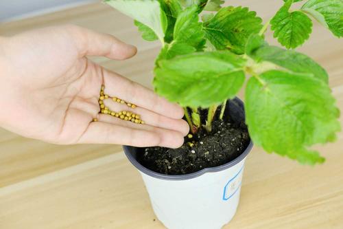 草莓苗盆栽莳植方法本领,盆栽草莓苗怎么莳植和浇水施什么肥。 草莓苗盆栽莳植方法本领,盆栽草莓苗怎么莳植和浇水施什么肥。 种植技巧