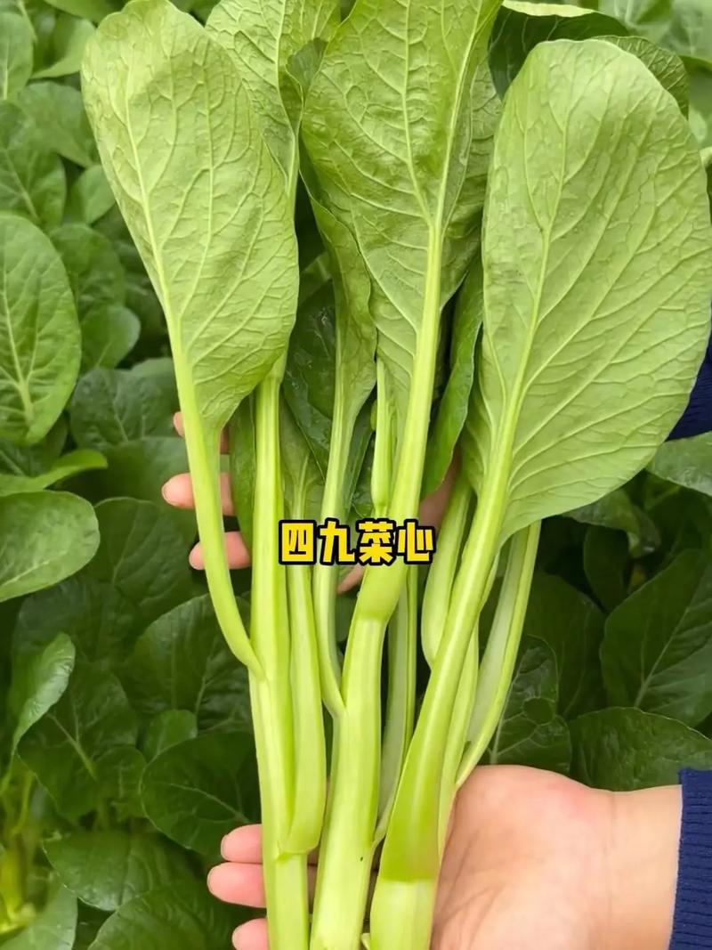 菜心种植方法，种植时间，怎么施肥，施肥技术，病虫害「菜心蔬菜种植技巧和方法视频」 菜心种植方法，种植时间，怎么施肥，施肥技术，病虫害「菜心蔬菜种植技巧和方法视频」 土壤施肥