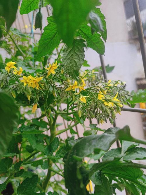 小番茄开花了怎么办「种植小番茄怎么采摘视频」 小番茄开花了怎么办「种植小番茄怎么采摘视频」 土壤施肥