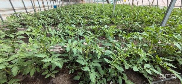 东北菜花的种植「东北蔬菜种植技巧和方法」 东北菜花的种植「东北蔬菜种植技巧和方法」 农业常识