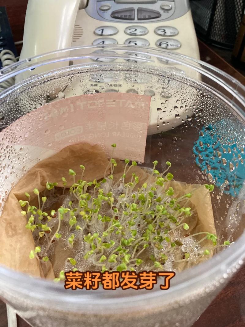 头发发叉怎么办「蔬菜种子怎么发芽步骤」 头发发叉怎么办「蔬菜种子怎么发芽步骤」 番茄种植技巧