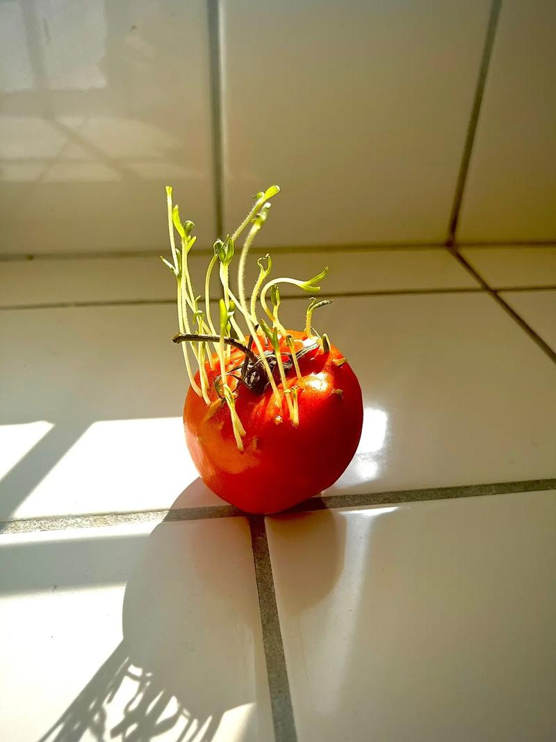 番茄发芽后怎么种「番茄出苗之后怎么种植视频」 番茄发芽后怎么种「番茄出苗之后怎么种植视频」 番茄病虫害防治