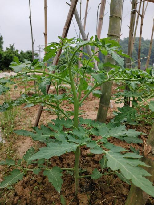 大番茄苗怎么种「用大番茄种番茄怎么种植视频」 大番茄苗怎么种「用大番茄种番茄怎么种植视频」 花朵知识