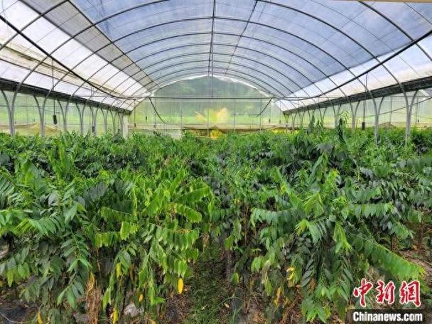 马上进入冬天了，在农村露天种植蔬菜时，防冻的办法有哪些「冬季蔬菜种植小技巧图片大全」 马上进入冬天了，在农村露天种植蔬菜时，防冻的办法有哪些「冬季蔬菜种植小技巧图片大全」 土壤施肥