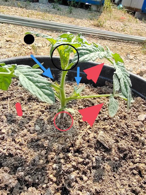 种植番茄要修剪枝叶吗「番茄苗怎么种植修剪视频」 种植番茄要修剪枝叶吗「番茄苗怎么种植修剪视频」 种植技巧
