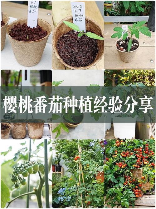 樱桃番茄怎样种植「怎么种植黄樱桃番茄苗视频」 樱桃番茄怎样种植「怎么种植黄樱桃番茄苗视频」 番茄病虫害防治