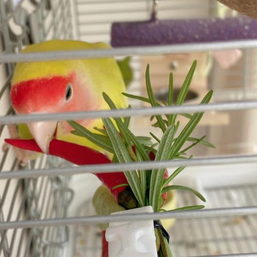 牡丹鹦鹉能吃芒果吗「芒果盆栽蔬菜种植小技巧视频」 牡丹鹦鹉能吃芒果吗「芒果盆栽蔬菜种植小技巧视频」 番茄种植技巧