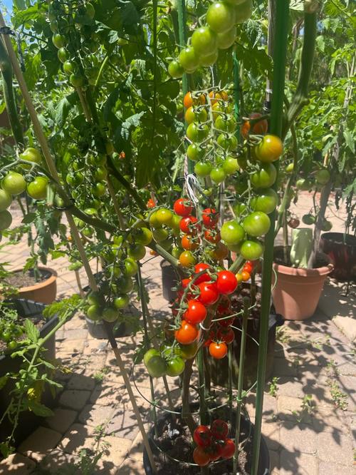 串串西红柿的杆可以种植么「番茄杆怎么种植视频」 串串西红柿的杆可以种植么「番茄杆怎么种植视频」 植物种类