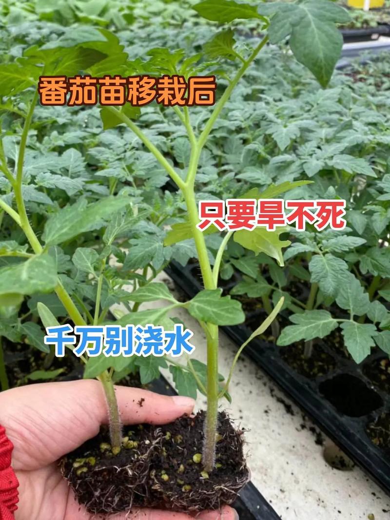 西红柿移栽后多长时间浇一回水「番茄移栽后怎么种植视频」 西红柿移栽后多长时间浇一回水「番茄移栽后怎么种植视频」 植物种类