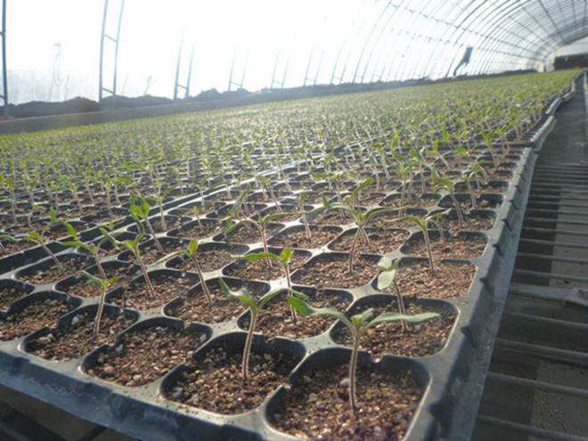农村日光温室大棚种植花苗，需要哪些管理技术「日光温室蔬菜种植技巧和方法」 农村日光温室大棚种植花苗，需要哪些管理技术「日光温室蔬菜种植技巧和方法」 番茄种植技巧