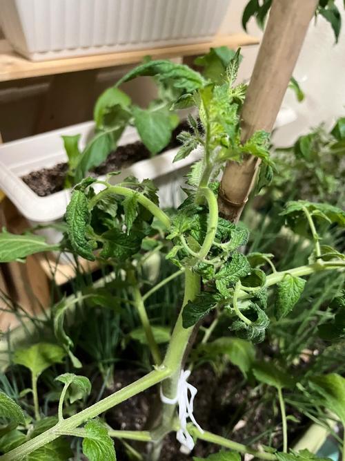 农村园子里种植的黄瓜、豆角都出现了干叶是怎么回事？怎么办「番茄干叶怎么种植视频」 农村园子里种植的黄瓜、豆角都出现了干叶是怎么回事？怎么办「番茄干叶怎么种植视频」 花朵知识