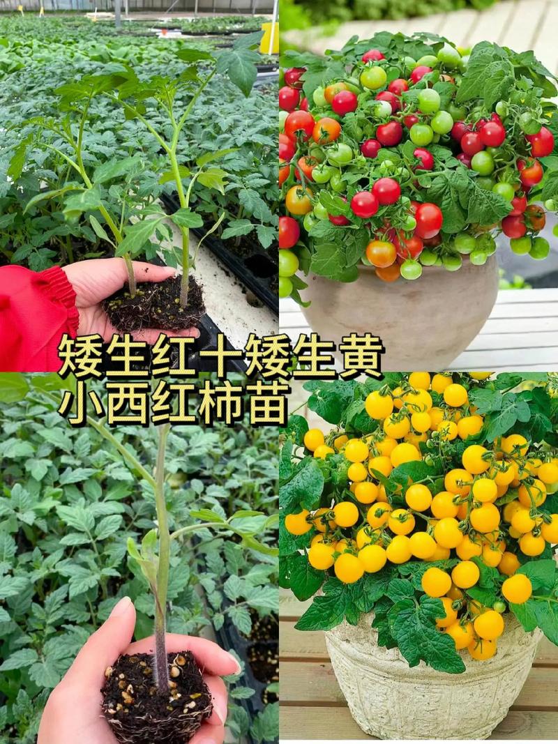 黄色番茄苗怎么种植「番茄农村怎么种植图片大全」 黄色番茄苗怎么种植「番茄农村怎么种植图片大全」 种植技巧