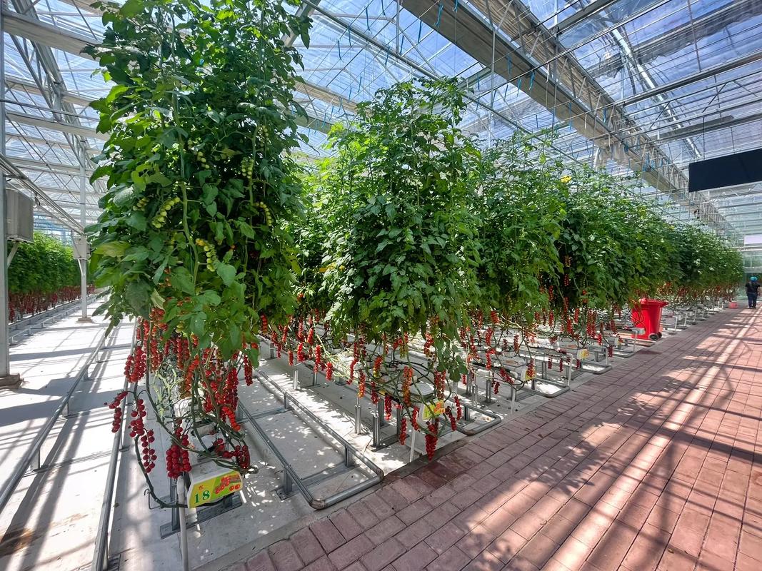 西红柿大棚里如何种植?适合什么季节「番茄种植大棚怎么建造」 西红柿大棚里如何种植?适合什么季节「番茄种植大棚怎么建造」 土壤施肥