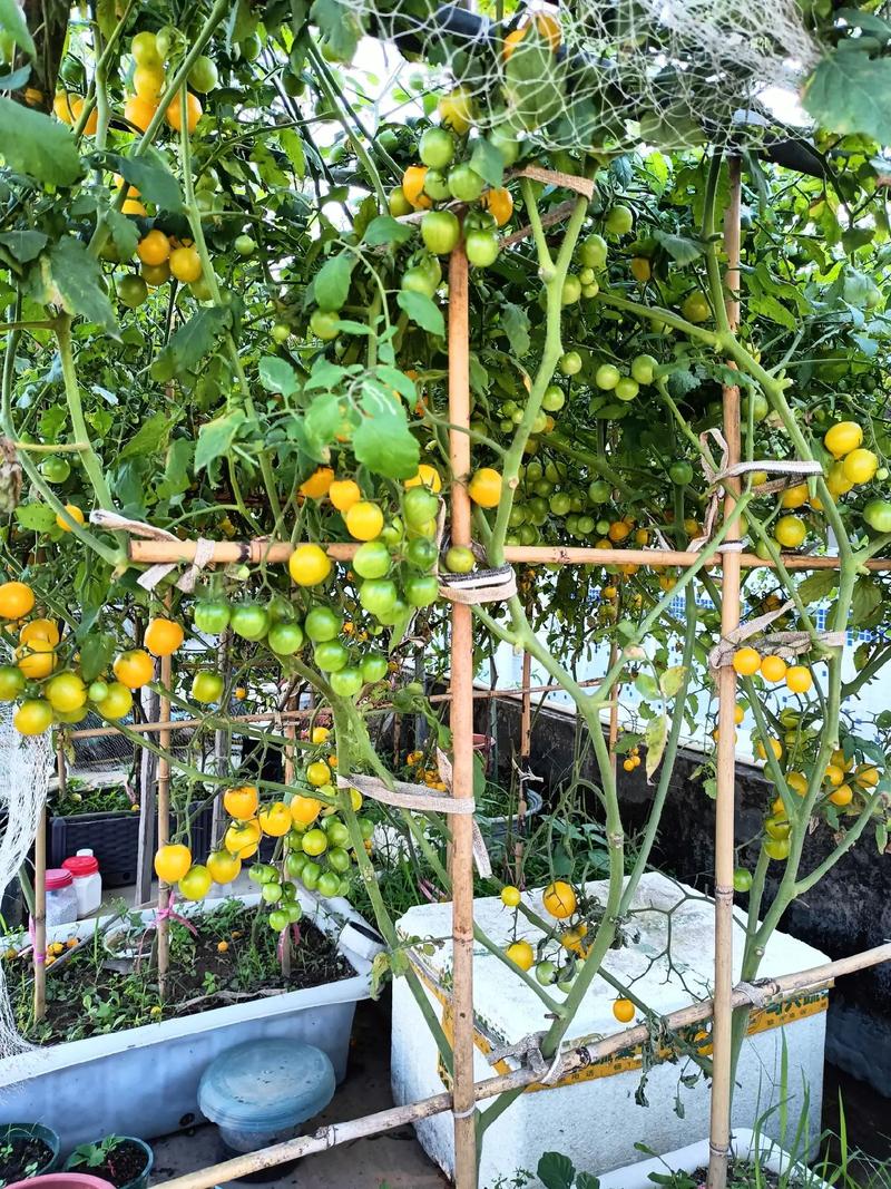 楼顶菜类种植知识「番茄种植房顶怎么种植的」 楼顶菜类种植知识「番茄种植房顶怎么种植的」 花朵知识