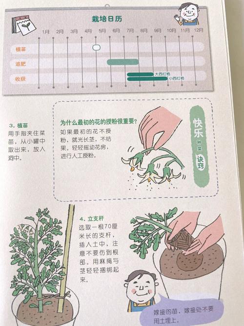 盆栽西红柿夏季种植方法「中午番茄要怎么种植好呢」 盆栽西红柿夏季种植方法「中午番茄要怎么种植好呢」 种植技巧