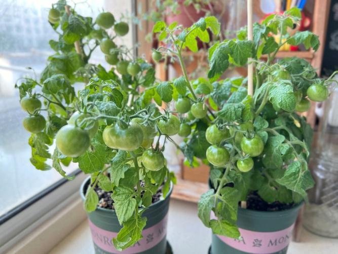 阳台西红柿浇水的正确方法「小阳台种植番茄怎么种植的」 阳台西红柿浇水的正确方法「小阳台种植番茄怎么种植的」 农业常识