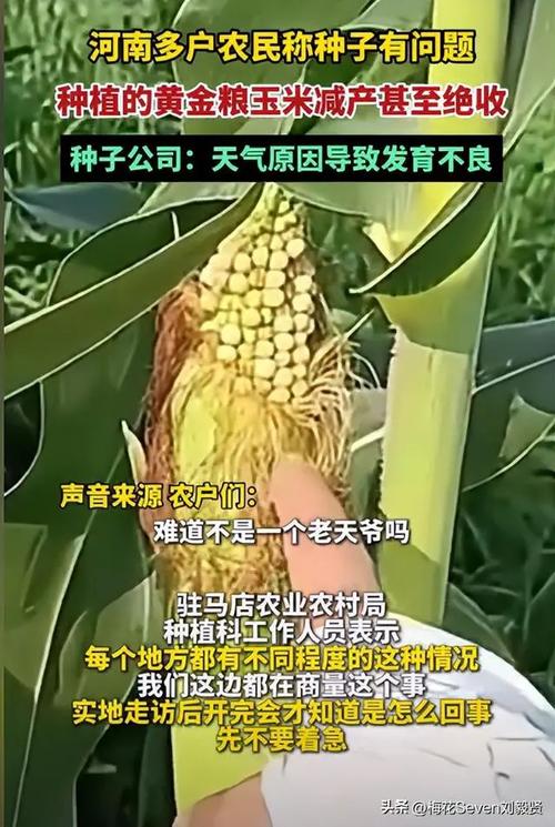 长条排骨做法「长条番茄种子怎么种植的视频」 长条排骨做法「长条番茄种子怎么种植的视频」 花朵知识