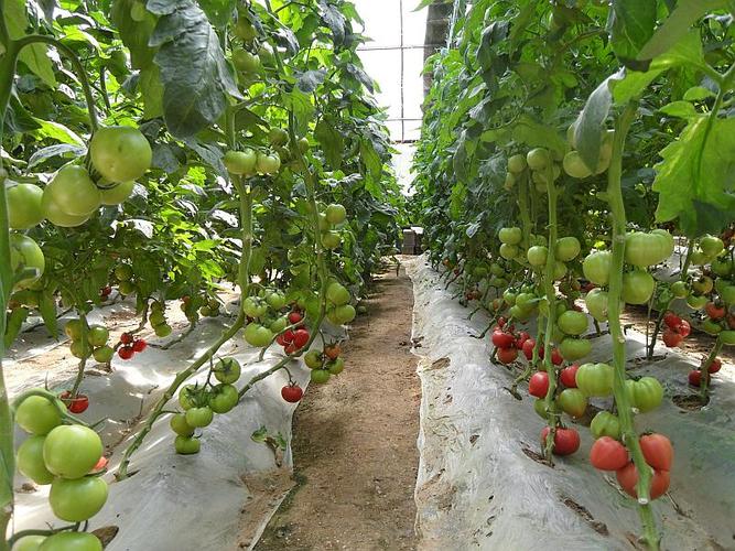 我想做大棚蔬菜，在那学习「寿光蔬菜种植技术技巧视频」 我想做大棚蔬菜，在那学习「寿光蔬菜种植技术技巧视频」 番茄种植技巧