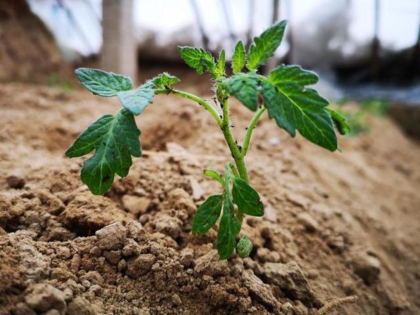在农村种植小番茄，花果期该如何管理「番茄小柿子苗怎么种植视频」 在农村种植小番茄，花果期该如何管理「番茄小柿子苗怎么种植视频」 番茄种植技巧