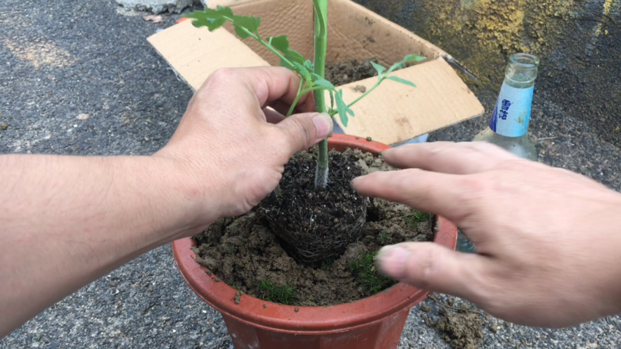 花盆种小番茄全过程「怎么花盆种植番茄苗呢」 花盆种小番茄全过程「怎么花盆种植番茄苗呢」 植物种类