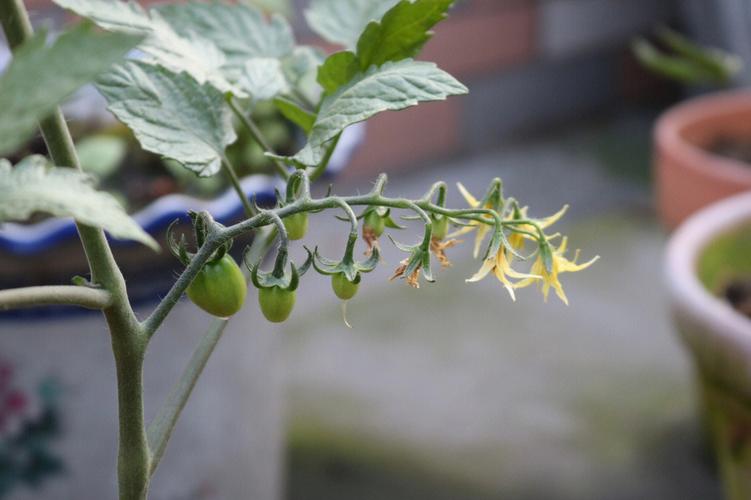 小番茄到第六穗果怎么管理「有机小番茄怎么种植的」 小番茄到第六穗果怎么管理「有机小番茄怎么种植的」 番茄种植技巧
