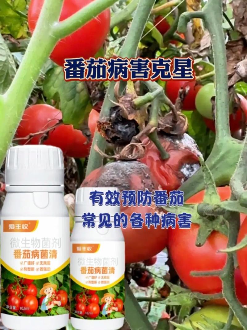 我家苍蝇太多了,打药都发打不死,请问有哪些技巧「番茄如何种」 我家苍蝇太多了,打药都发打不死,请问有哪些技巧「番茄如何种」 番茄病虫害防治