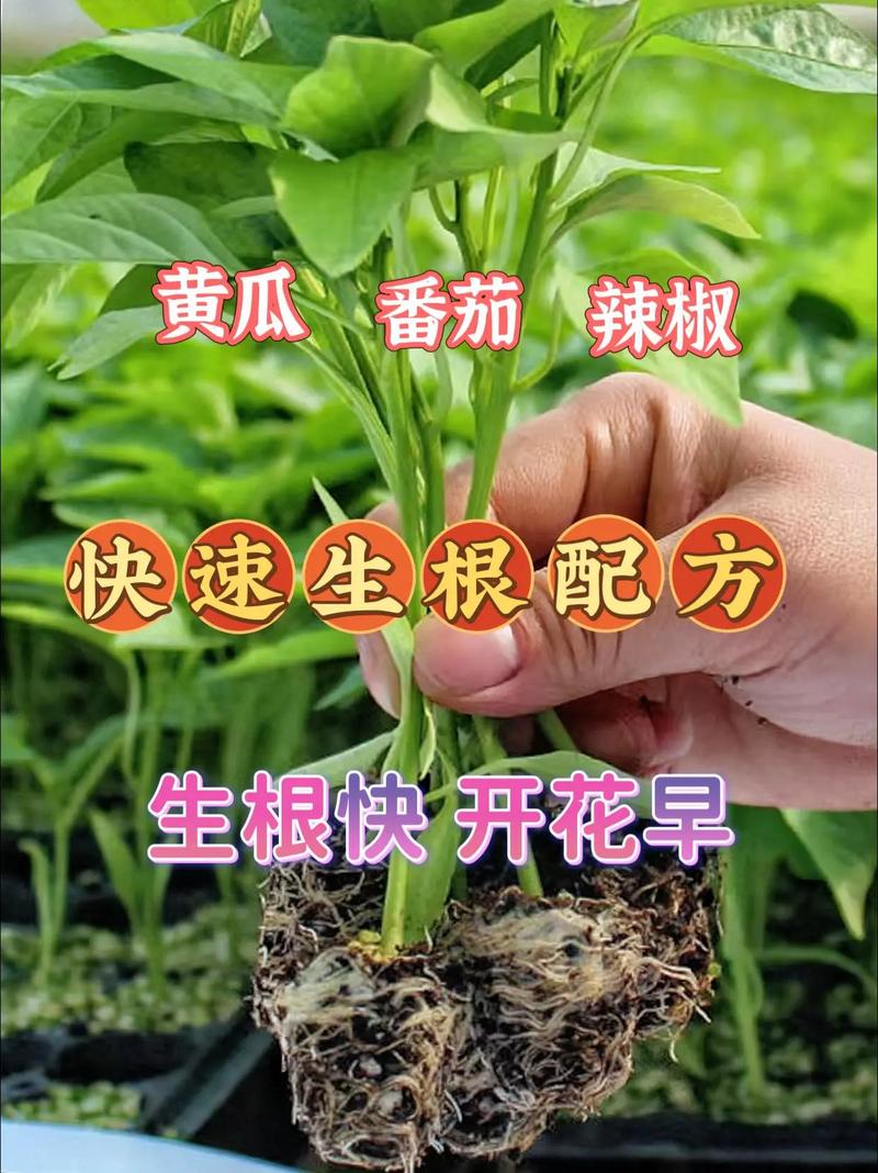 黄瓜西红柿和辣椒一起种植可以吗「种番茄黄瓜辣椒怎么种植视频」 黄瓜西红柿和辣椒一起种植可以吗「种番茄黄瓜辣椒怎么种植视频」 植物种类