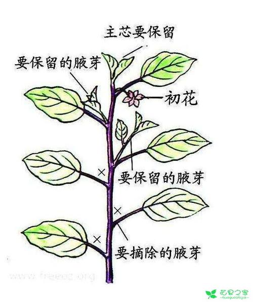 番茄怎么修枝「番茄种植怎么修枝,打顶」 番茄怎么修枝「番茄种植怎么修枝,打顶」 花朵知识