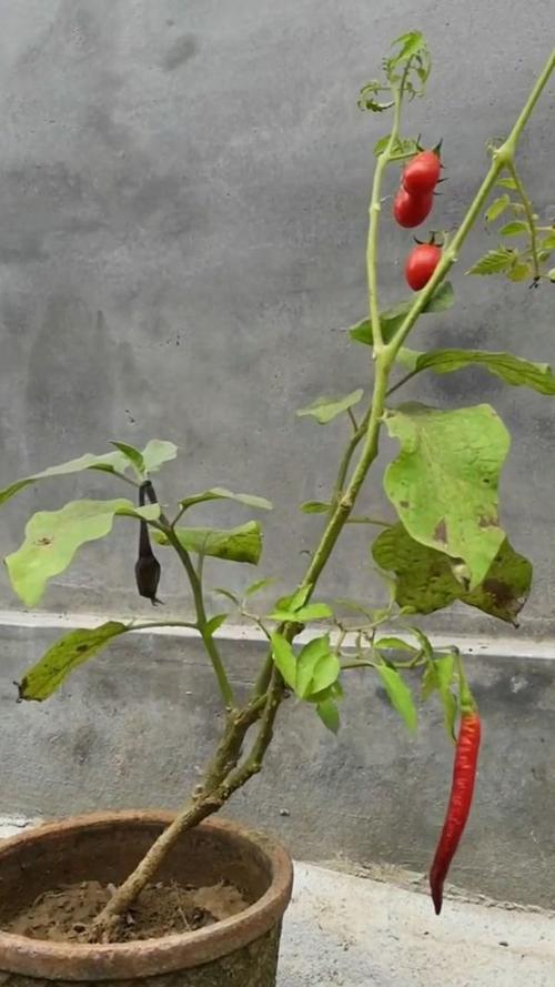 西红柿茄子辣椒可以一起种植吗「怎么种植番茄和海椒呢」 西红柿茄子辣椒可以一起种植吗「怎么种植番茄和海椒呢」 番茄种植技巧