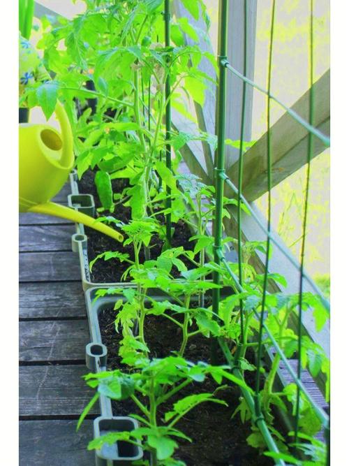室内西红柿怎么才能挂上果「番茄室内怎么种植视频」 室内西红柿怎么才能挂上果「番茄室内怎么种植视频」 番茄病虫害防治