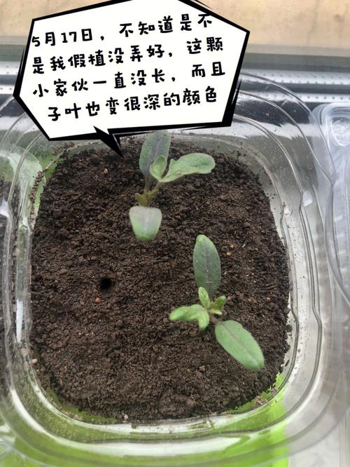 小西红柿种子怎么种植「家里怎么种植小番茄种子呢」 小西红柿种子怎么种植「家里怎么种植小番茄种子呢」 番茄病虫害防治