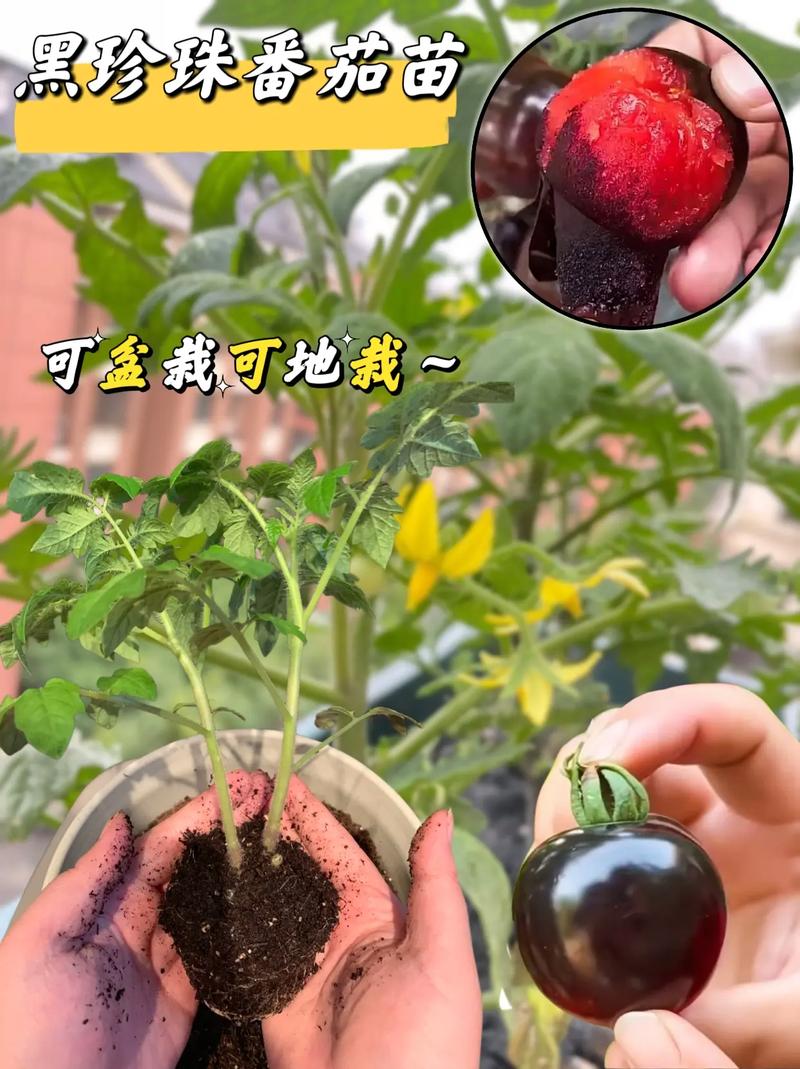 珍珠番茄盆栽种植「种黑珍珠番茄怎么种植视频」 农业常识 珍珠番茄盆栽种植「种黑珍珠番茄怎么种植视频」 珍珠番茄盆栽种植「种黑珍珠番茄怎么种植视频」 农业常识
