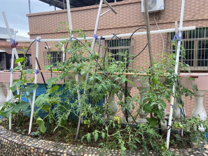 番茄小说左下角怎么挂应用「小番茄怎么挂着种植呢视频」 番茄病虫害防治 番茄小说左下角怎么挂应用「小番茄怎么挂着种植呢视频」 番茄小说左下角怎么挂应用「小番茄怎么挂着种植呢视频」 番茄病虫害防治