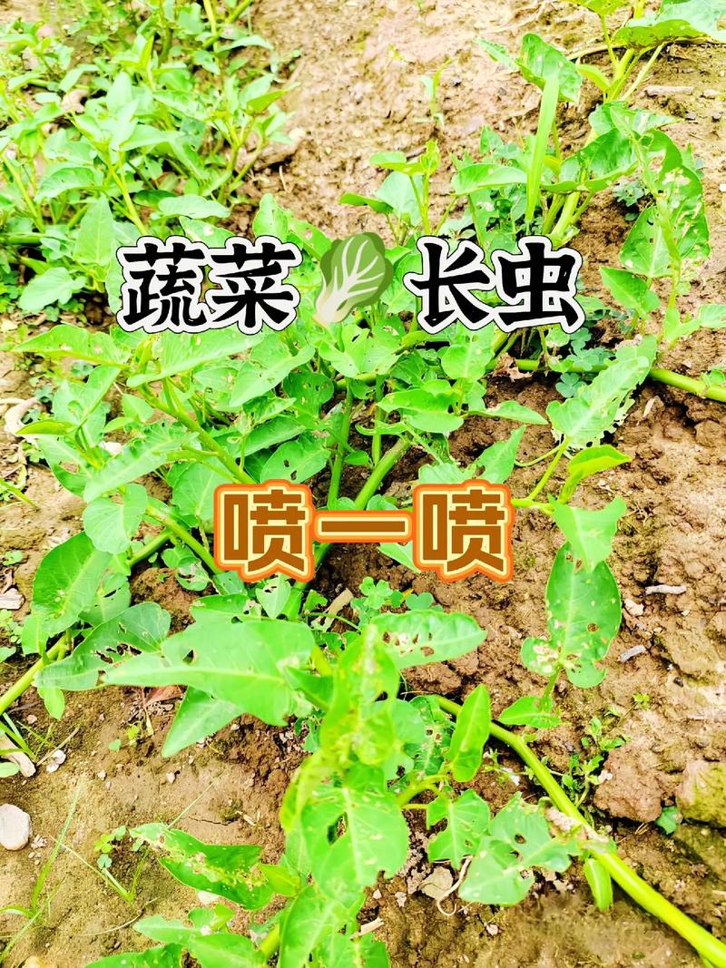 自制菜地杀虫最佳配方「蔬菜种植技巧防虫害方法有哪些」 自制菜地杀虫最佳配方「蔬菜种植技巧防虫害方法有哪些」 花朵知识