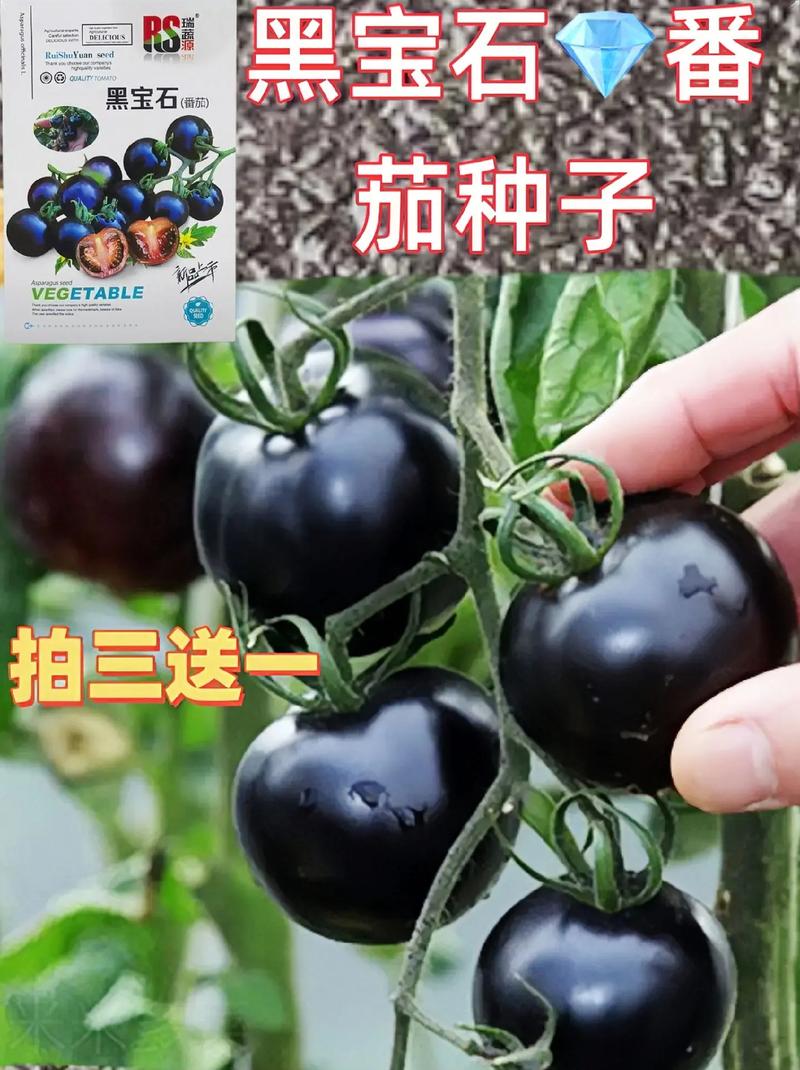 西红柿黑钻石种子怎么种植「黑盾番茄怎么种植视频」 西红柿黑钻石种子怎么种植「黑盾番茄怎么种植视频」 种植技巧