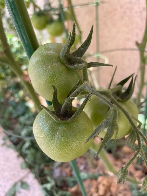 露天种植的西红柿红了怕鸟吃,用塑料袋子包裹行吗「番茄种植袋怎么卖出去」 露天种植的西红柿红了怕鸟吃,用塑料袋子包裹行吗「番茄种植袋怎么卖出去」 农业常识