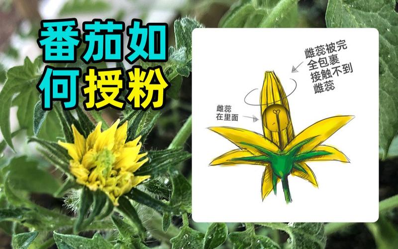 菜鸟求教，小番茄怎么授粉「家种小番茄怎么授粉」 菜鸟求教，小番茄怎么授粉「家种小番茄怎么授粉」 种植技巧
