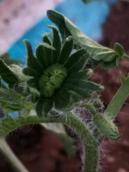 多倍体有什么特点「多倍体番茄怎么种植的」 多倍体有什么特点「多倍体番茄怎么种植的」 种植技巧