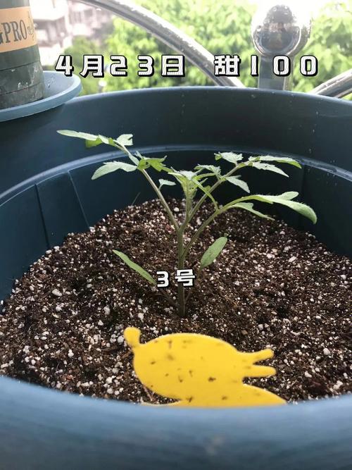 西红柿种子种植方法「绿植番茄种子怎么种植视频」 西红柿种子种植方法「绿植番茄种子怎么种植视频」 种植技巧
