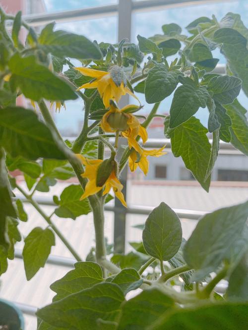春季露地种植西葫芦需要什么技术「矮秆番茄怎么种植方法视频」 春季露地种植西葫芦需要什么技术「矮秆番茄怎么种植方法视频」 植物种类