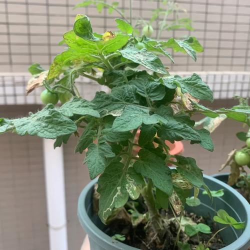 番茄叶子可以去掉吗「番茄种植怎么除叶」 番茄叶子可以去掉吗「番茄种植怎么除叶」 番茄病虫害防治
