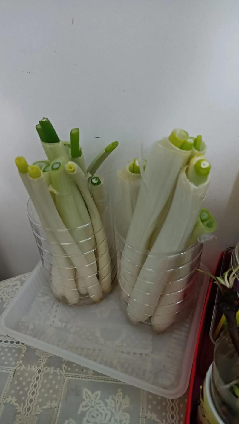 可以水培蔬菜吗？自己在家里怎么水培蔬菜「盆栽水培蔬菜种植小技巧视频」 可以水培蔬菜吗？自己在家里怎么水培蔬菜「盆栽水培蔬菜种植小技巧视频」 土壤施肥