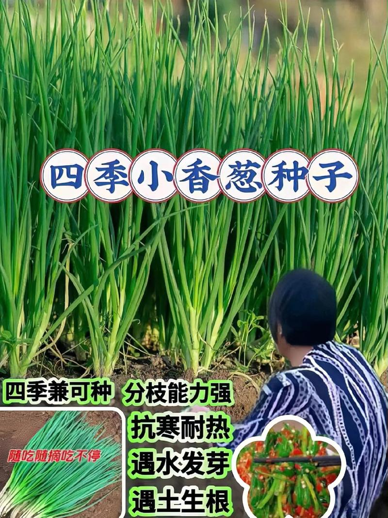 种植四季葱要注意哪些「四季蔬菜种植小技巧简单视频」 种植四季葱要注意哪些「四季蔬菜种植小技巧简单视频」 植物种类