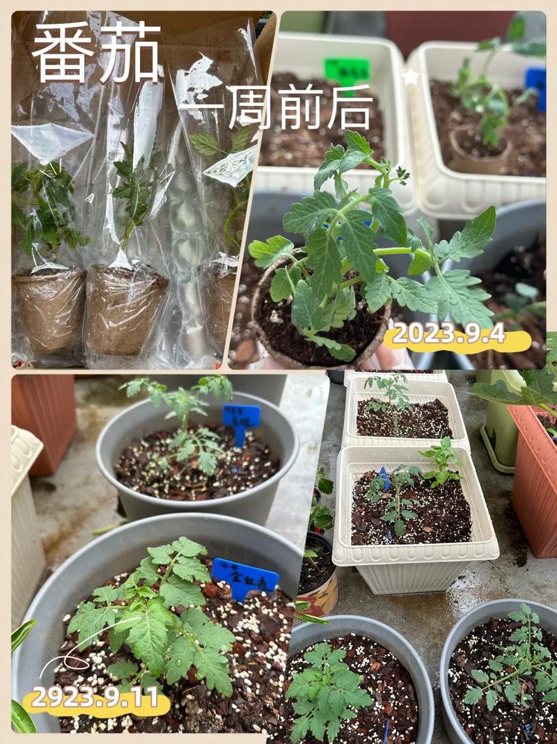 种植养育番茄的秘诀方法「盆栽罐子番茄怎么种植视频」 种植养育番茄的秘诀方法「盆栽罐子番茄怎么种植视频」 花朵知识
